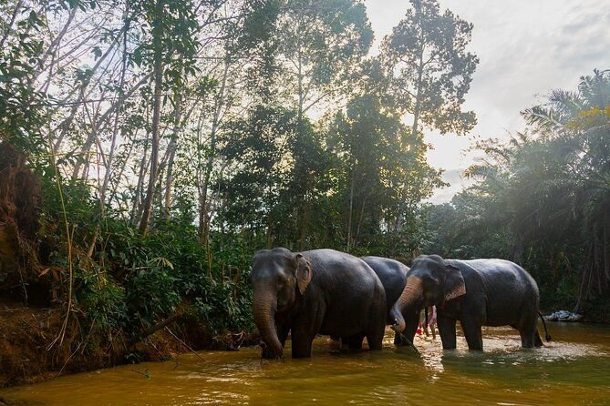 Elephant Sanctuary